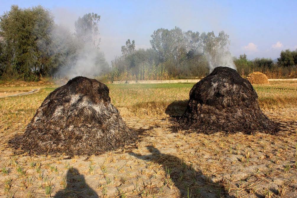 The heaps of rice and grass were burnt down in Kanelwan area of Islamabad district on September 27, 2016. The locals alleged that men in uniform lobbed tear gas shells which fell in to paddy fields destroying the rice and grass. (KL Image)