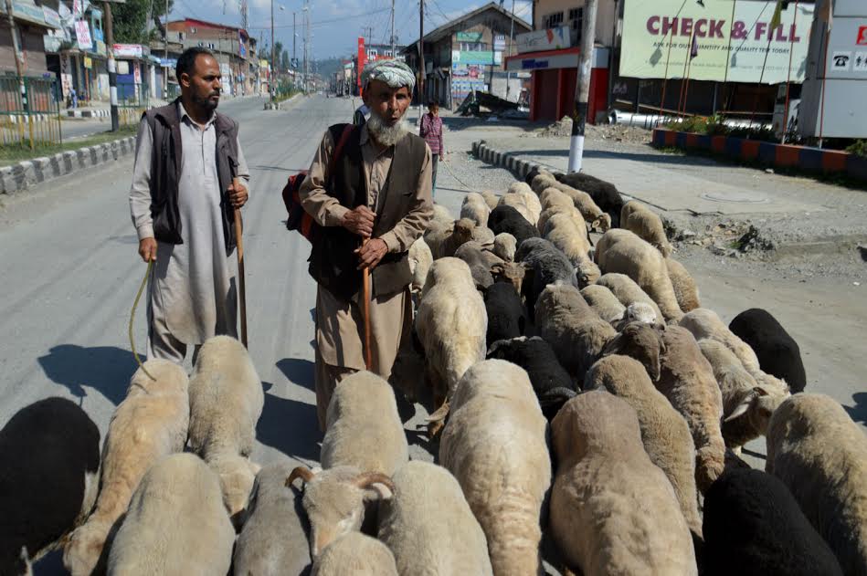 Cometh the  Eid-ul-Azha, and the sacrificial animals. This KL Image by Shah Hilal from Islamabad on Sep 08, 2016.