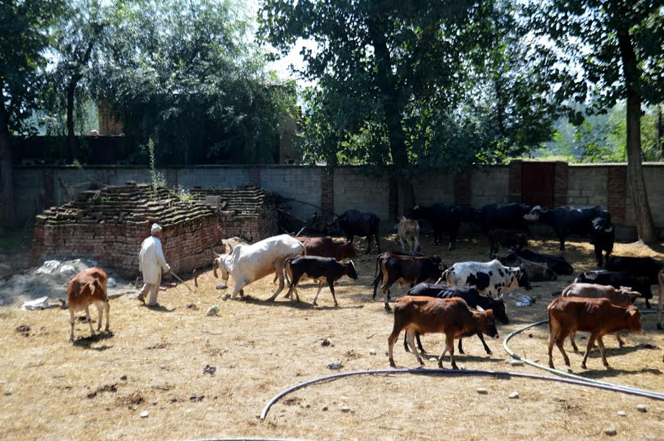 Ready to be sacrificed on Eid-ul-Azha. Shah Hilal brings this KL Image from Kulgam.