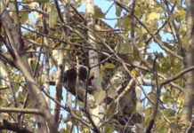 #Day112: Two Leopards Appear In Shopian Village