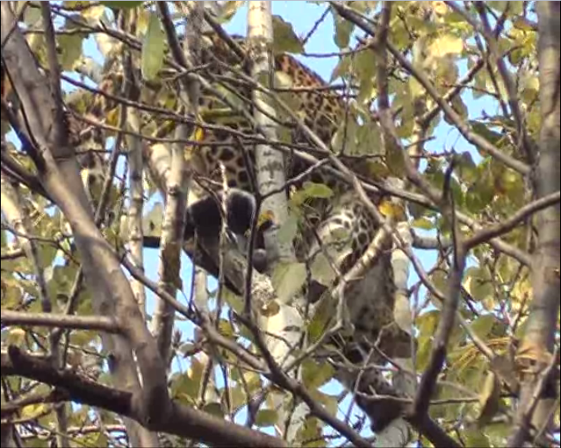 A leopard on a tree in Palpora Shopian village on Oct 28, 2016. (KL Image: A screen grab of a video)