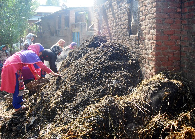 Women in Havoora trying to rescue grains from the paddy stock that was destroyed well before thrashing