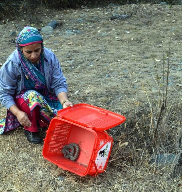 Aliya Mir of Wildlife SOS after rescuing the Levantine viper from Jawahar Nagar area in Srinagar on Nov 04, 2016.