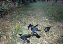 Death of 14 Crows in ‘Democracy’