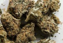 Pedestrian arrested with opium in Jammu