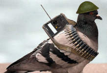 Detained Pigeon: Owner Says Bird Innocent, Not A Spy