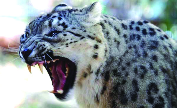 Minor Woman Mauled to Loss of life by Leopard in Central Kashmir