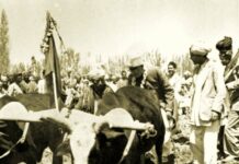 A November 1949 photograph showing Sheikh Mohammad Abdullah, Prime Minister of J&K, ploughing in a field as part of his ‘Grow More Food programme’.