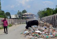 Stinking Sopore