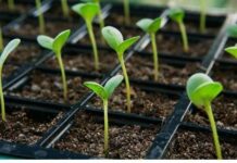 Sale of vegetable seedlings starts at Lalmandi