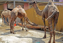 Camels Arrive in Kashmir Markets Ahead of Eid-ul-Adha
