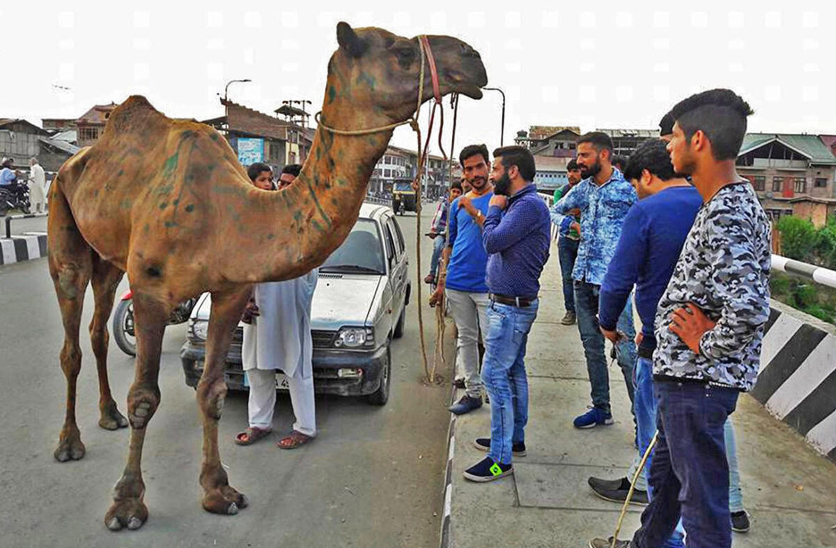 CAMEL (4)