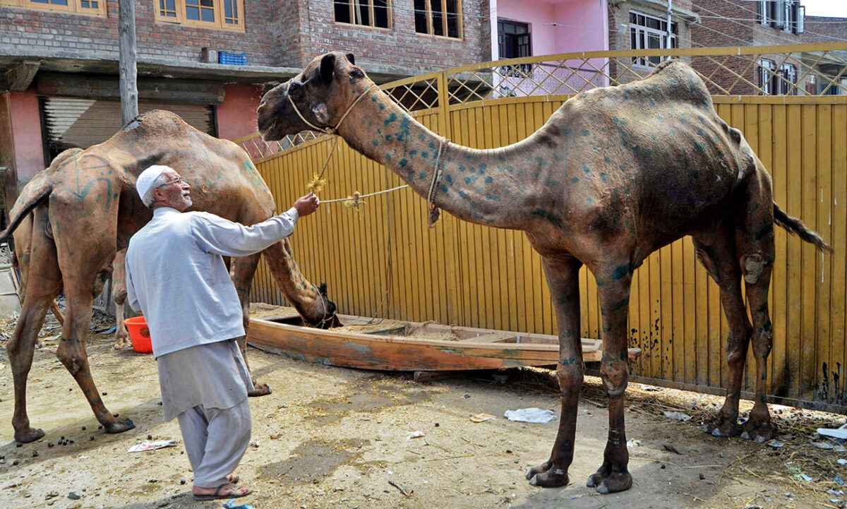 CAMEL (5)