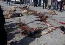 Speedy truck kills 20 sheep at Qazigund