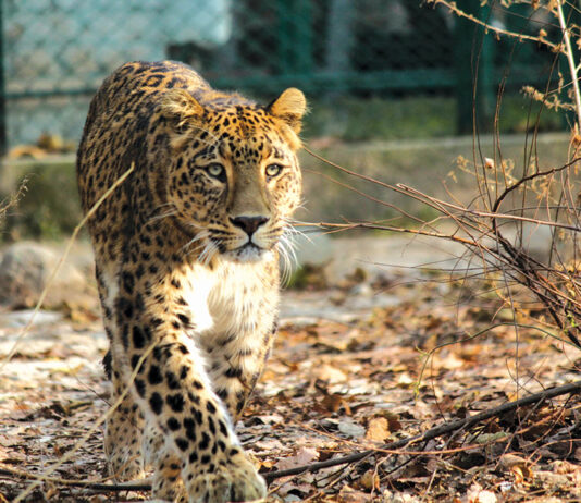 Six-Year-Old Girl Injured After Leopard Enters House in South Kashmir