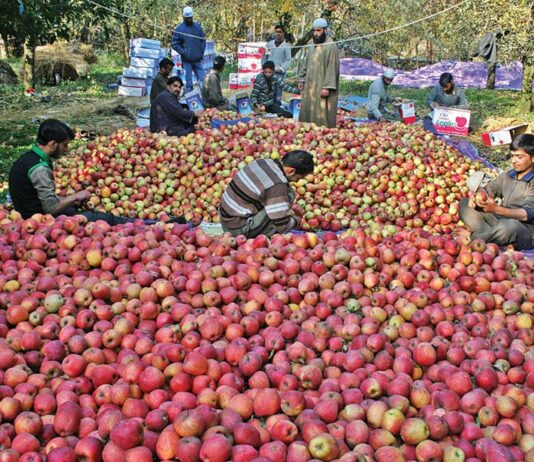 Jammu Kashmir Gets Rs 226 Crore Under Horticulture Mission in Three Years as Production Crosses 40 Lakh Tonnes