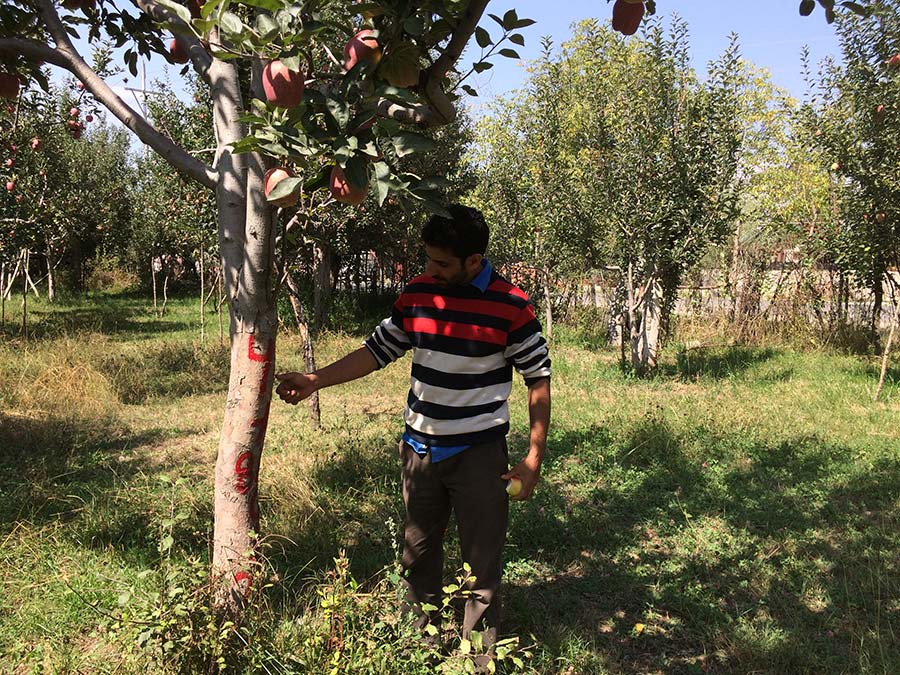 Dozens-of-orchards-to-cut-to-make-way-for-new-highway
