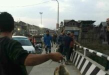 Fish on Jhelum shores: DC Srinagar asks people not to panic