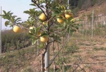 Over 15 Lakh Fruit Plants Imported to Jammu Kashmir in Two Years: Agriculture Minister