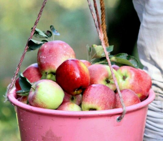Fruit Growers Advised Against Premature Harvesting of Apples in Kashmir