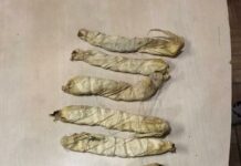 Drug peddler arrested in Srinagar