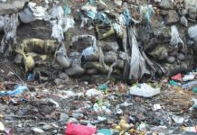 North Kashmir: Dried Jhelum Stretch Turns Into Garbage Dump