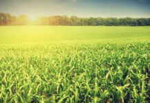 From Green to Evergreen Revolution