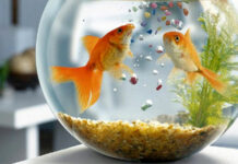 Underground Fish Aquarium, Aqua Park to be setup in Srinagar: Mir Zahoor