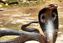 Snake found in footwear shop in Sopore