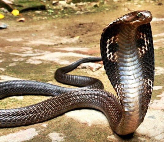 Minor Sisters Die After Snakebite in Rajouri