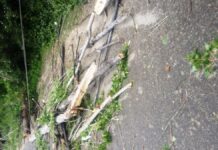 Minor girl among two dead, another injured after strong winds uproot tree