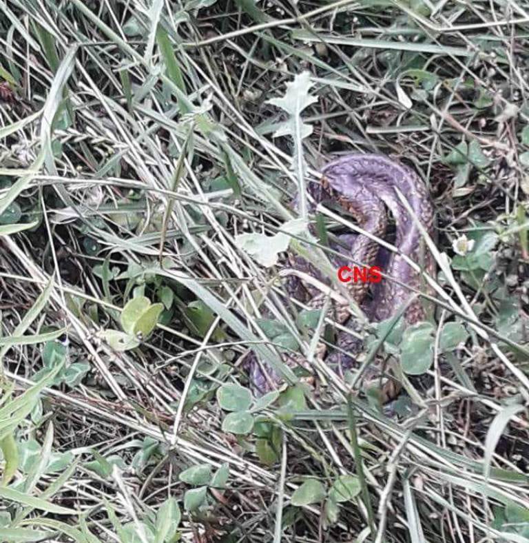 Snake