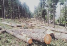 Power Transmission To Ladakh Is Massacring Ganderbal Forests
