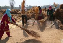 New Rice Varieties Double Yields Across Kashmir, Farmers Rejoice