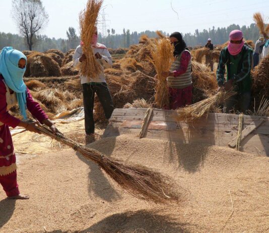 New Rice Varieties Double Yields Across Kashmir, Farmers Rejoice