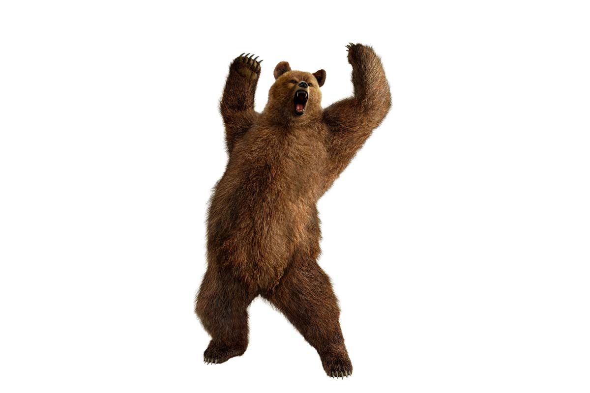 Bear Battles