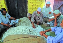 Jammu Kashmir’s Cocoon Production Drops Slightly to 814 MT, Govt Steps Up Revival Efforts