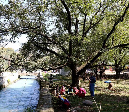 Walnut Harvest Begins, Four Workers Die in Tree Falls