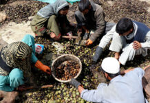 Kashmir Walnut Harvest Peaks Amid Challenges