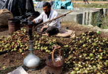 Kashmir Study Calls for Grafted Walnut Trees to Curb Deadly Harvesting Falls