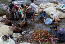 Kashmir’s Walnut Harvest Season in Pictures