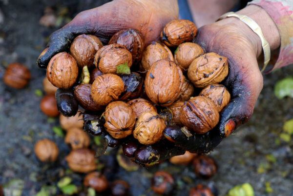 Paper Walnut Kashmir’s Walnut Industry Struggles as Cheaper Chinese Imports Dominate ...