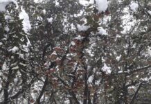 Kashmir Crop Damage Assessment Underway Following Untimely Snowfall