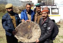 Bhaderwah forest department rescues leopard cat cub