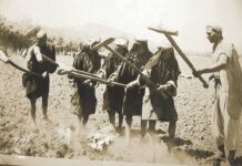 A pre-partion photograph showing the men and women busy in field harrowing.
