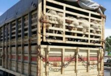 Mutton dealers protest against stopping of livestock at Udhampur