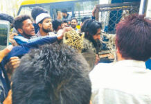 Wildlife In Kashmir Politics Wildlife In Kashmir Politics Two-leopards-caught-in-Budgam-village kashmir life discourse