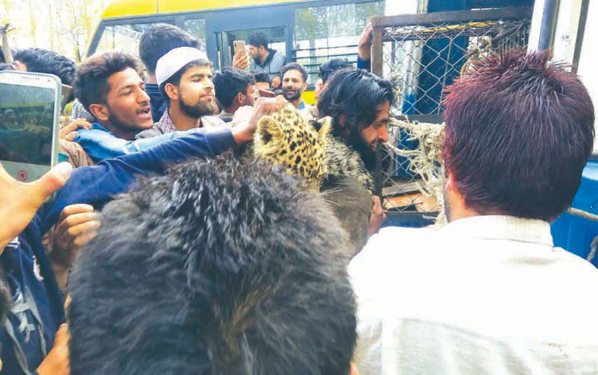 Wildlife In Kashmir Politics Two-leopards-caught-in-Budgam-village kashmir life discourse