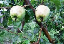 Hailstorms Damage 30 Per Cent of Agriculture, Horticulture in Kashmir