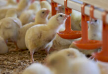 Inside view of poultry farm.